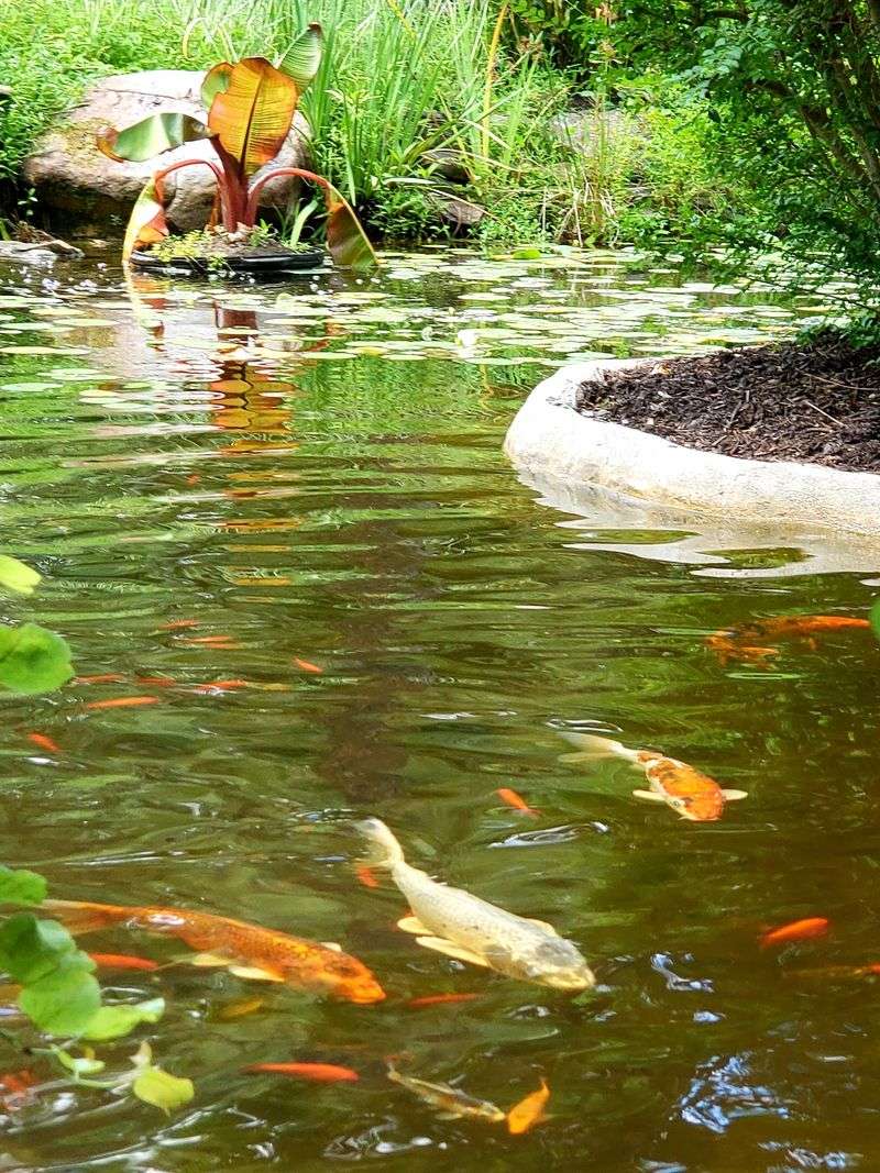 The Seasonal Butterfly House and Koi Pond