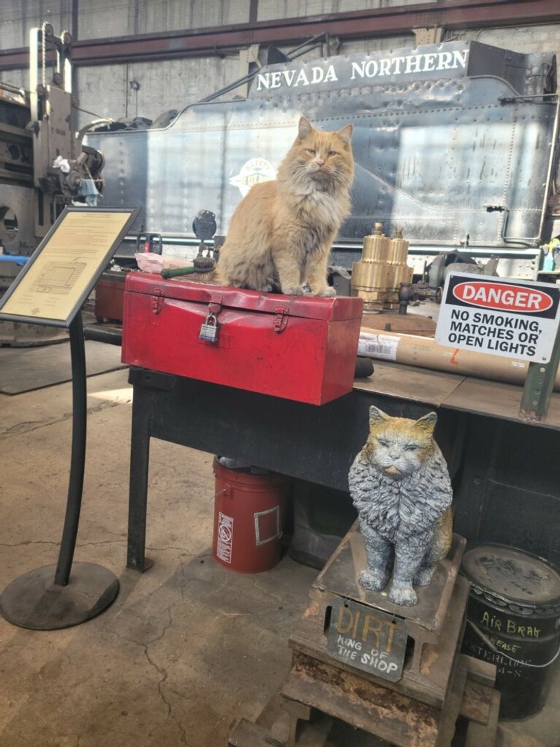 The Shop Cats With Big Paws to Fill The Shop Cats With Big Paws to Fill