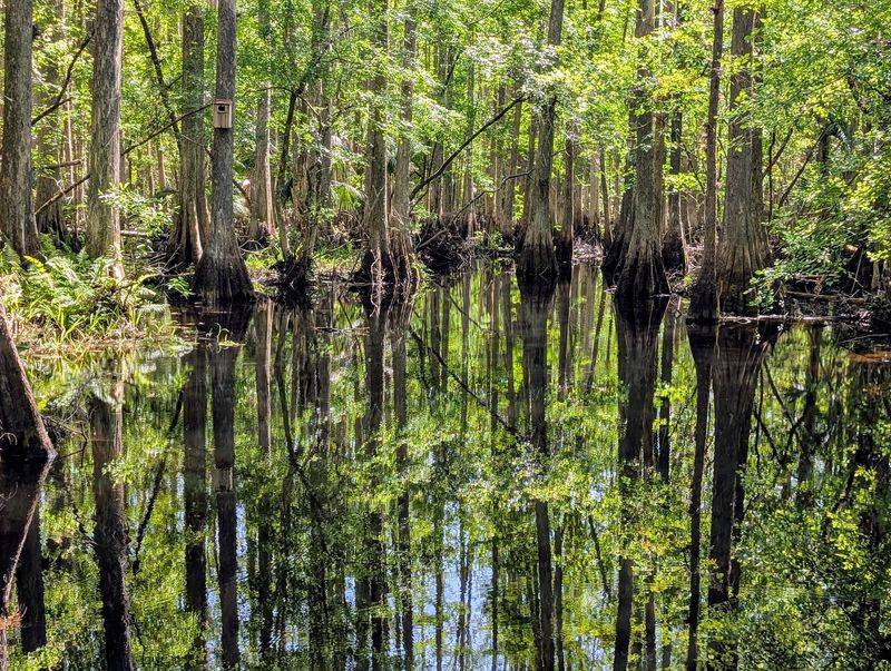 The Thousand-Year-Old Cypress Giants