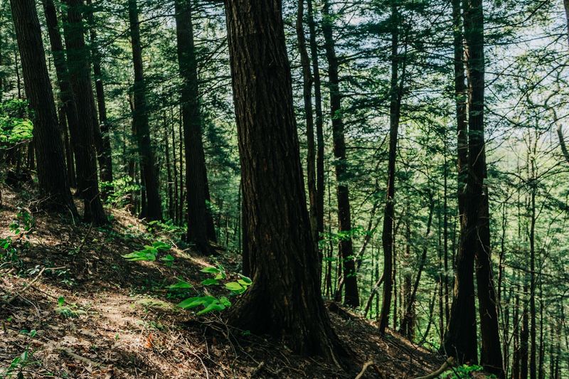 The Towering Pines That Steal The Show The Towering Pines That Steal The Show