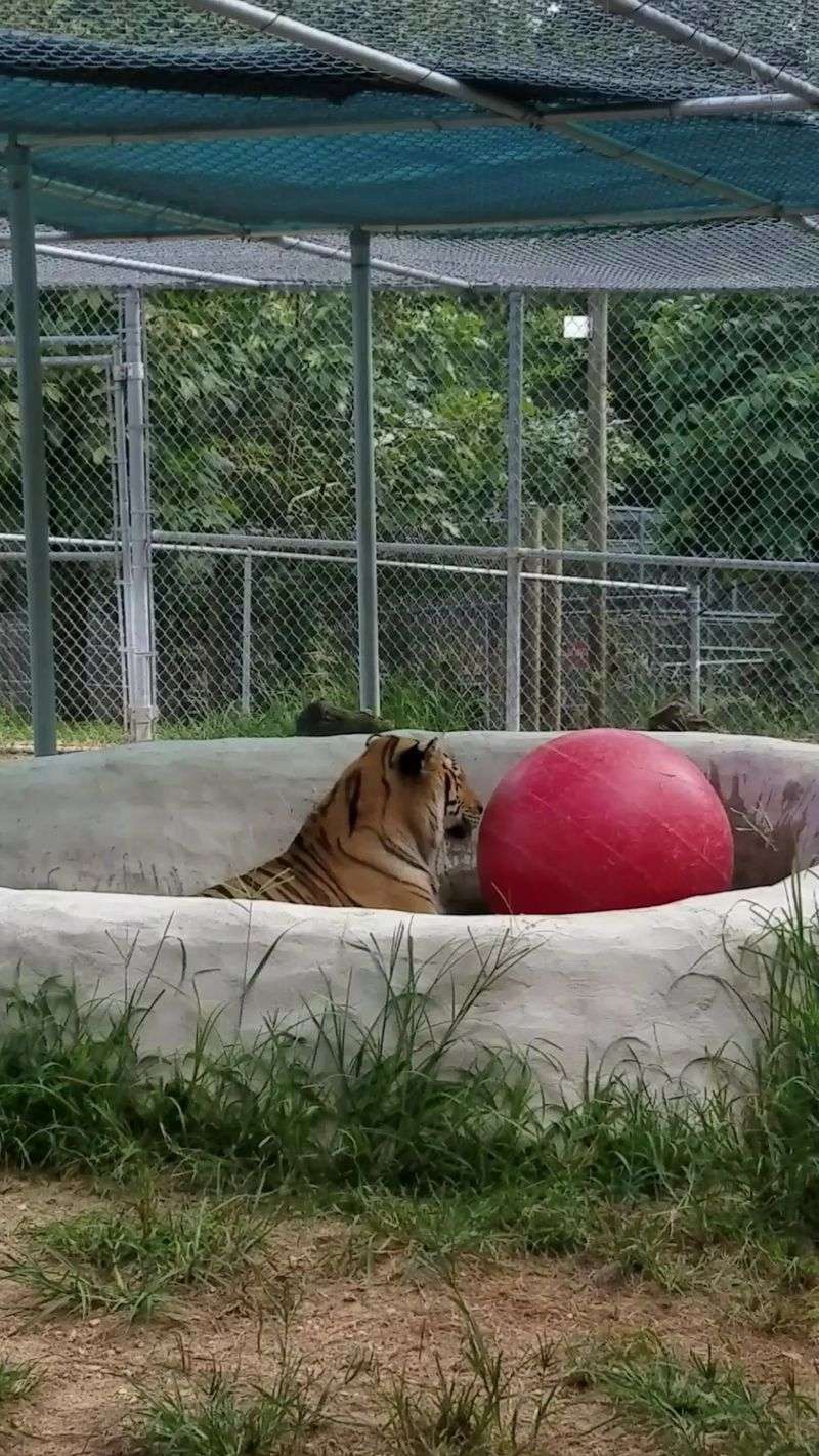 The Unforgettable Tiger Feeding Experience