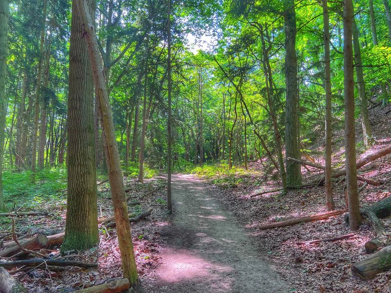 The Walk Through the Woods The Walk Through the Woods