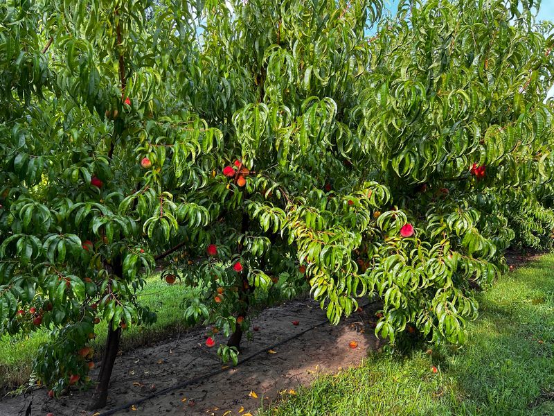 Thierbach Orchards and Berry Farm, Marthasville, MO
