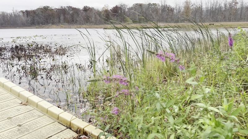 Three Inland Lakes And A Hidden Swamp