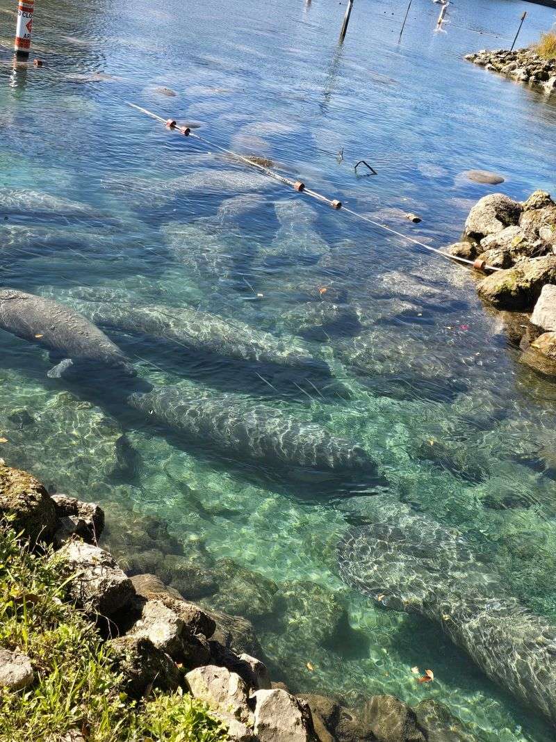 Three Sisters Springs, Crystal River
