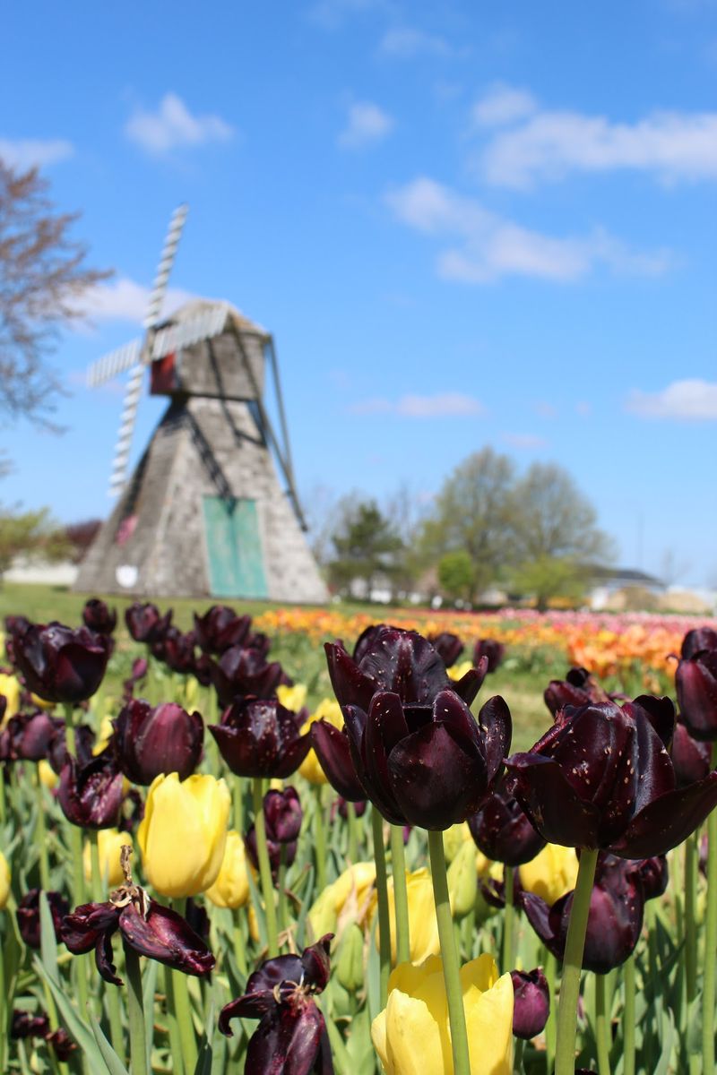 Three Windmills Add a Storybook Touch to the Scenery