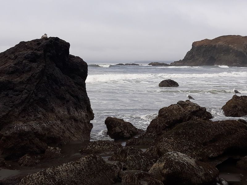 Tide Pools And Sea Life Along The Shore