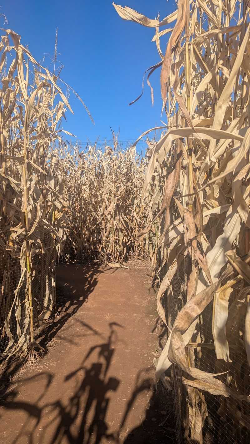Timing Your Trip For Thick, Full Corn