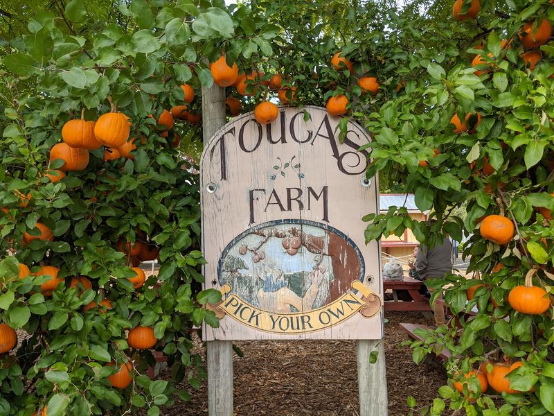 Tougas Family Farm, Northborough