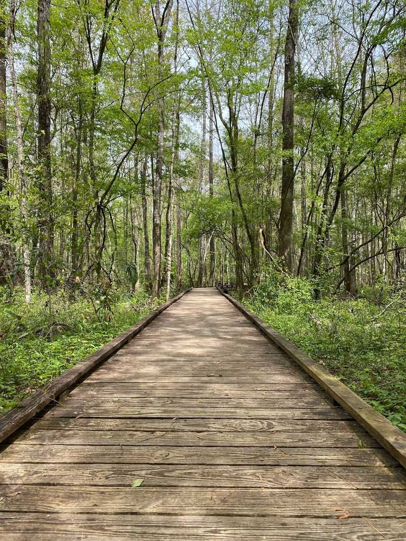 Trails Beneath the Cypress Canopy