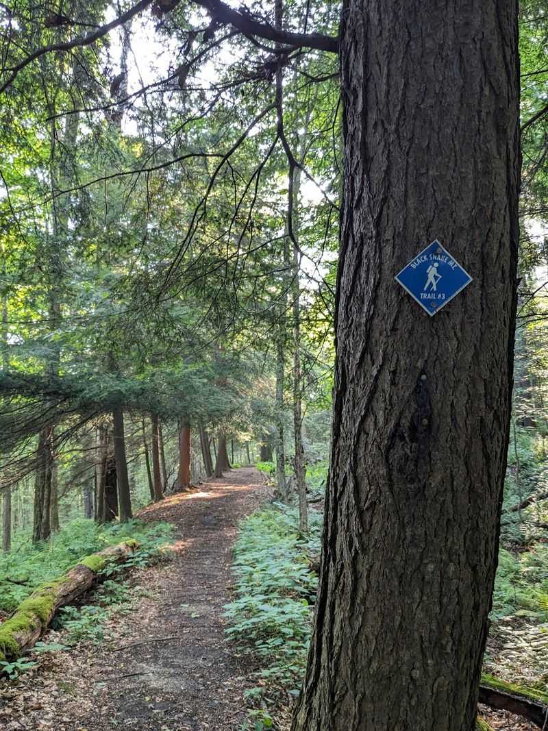 Trails That Wander For Miles