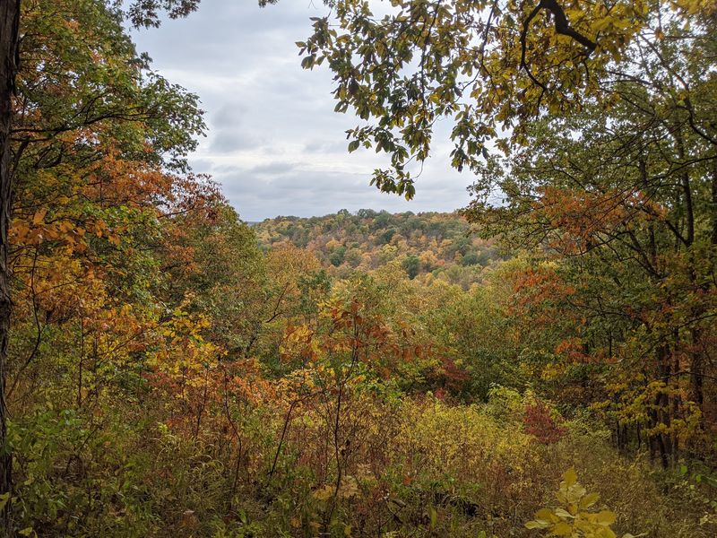 Trails Through Oaks, Maples and Beeches