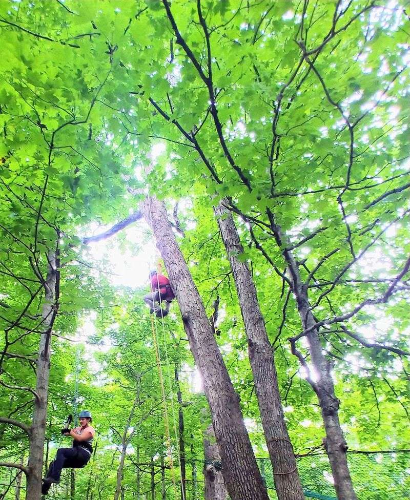 Tree Climbing Experience - Go Higher Than You Ever Thought You Could Tree Climbing Experience - Go Higher Than You Ever Thought You Could