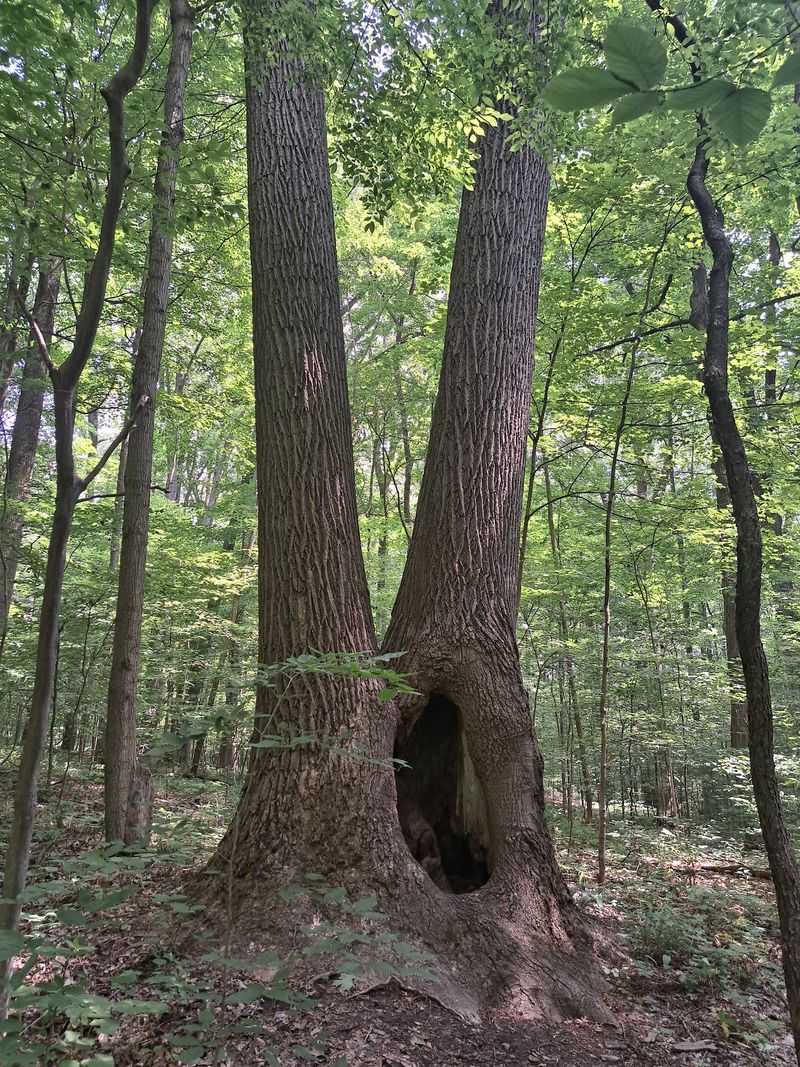 Trees Older Than The Nation