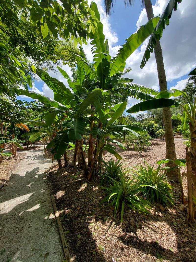 Tropical Fruit Trees and an Herb Garden