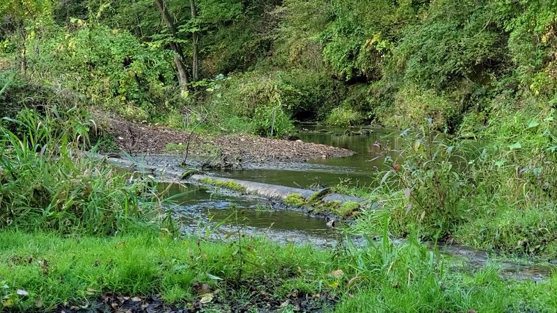 Trout Streams Clear Enough to Trick Your Eyes