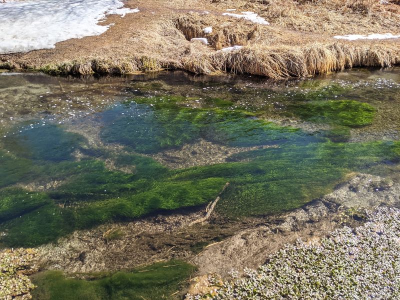 Trout in the Creek and a Fish Hatchery Nearby
