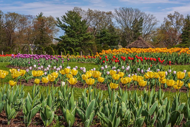 Tulips, Peonies, and the Blooms of Spring