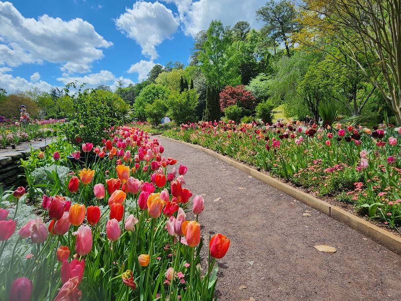 Tulips and Cherry Blossoms Steal the Spring Show Tulips and Cherry Blossoms Steal the Spring Show
