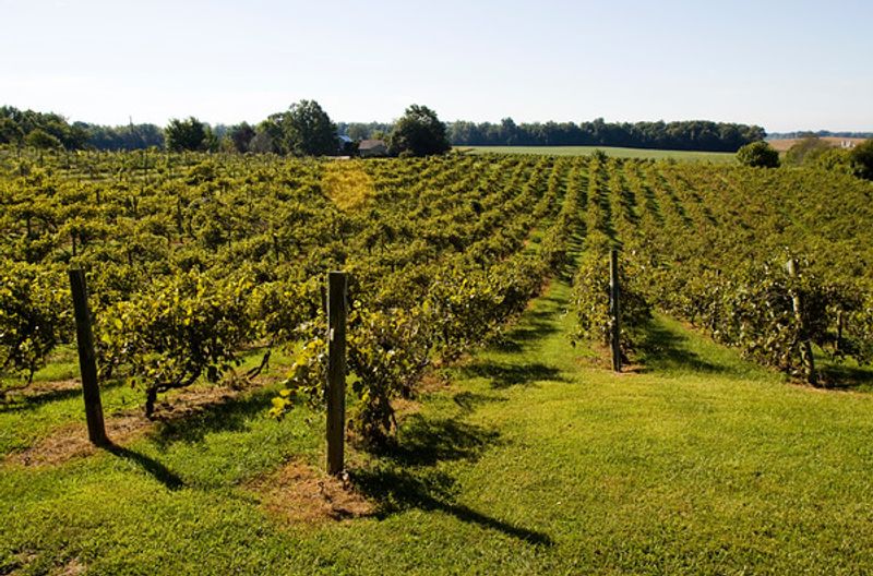 Turtle Run Winery, Corydon Turtle Run Winery, Corydon