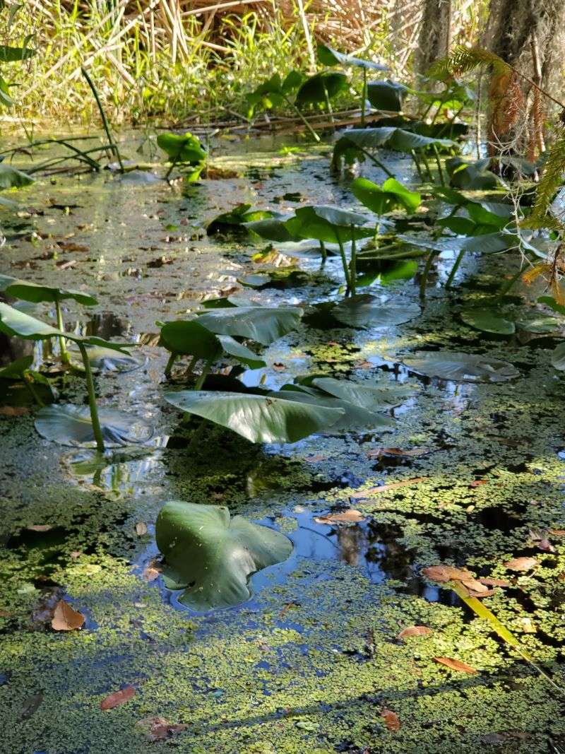 Turtle Spotting and Freshwater Wildlife Turtle Spotting and Freshwater Wildlife