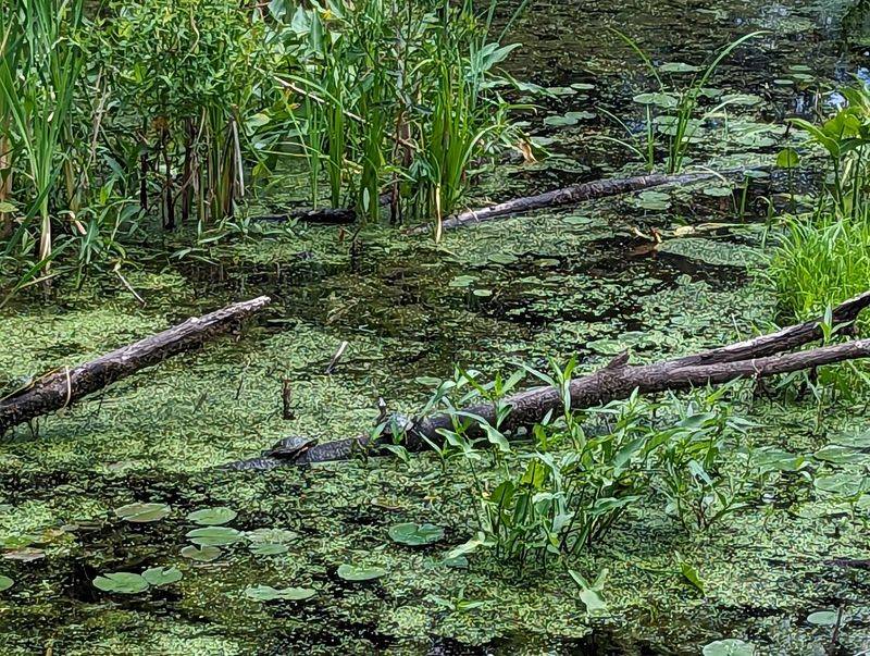 Turtles, Beavers, And A Rumored Bobcat Turtles, Beavers, And A Rumored Bobcat