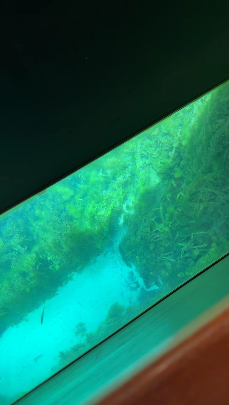 Turtles, Gar, and a Window to the Deep