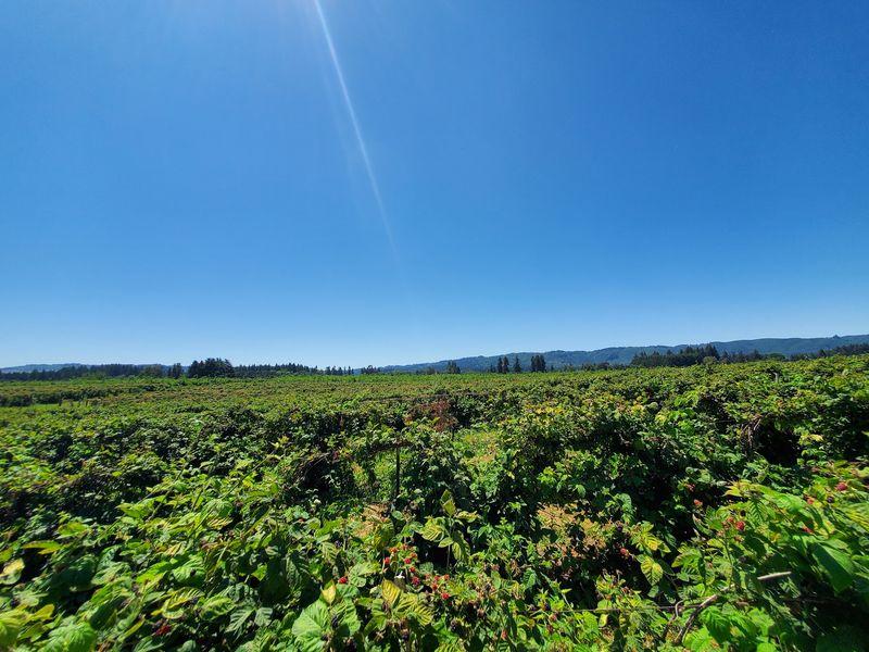U-Pick Farms: Picking Your Own Is Half the Fun