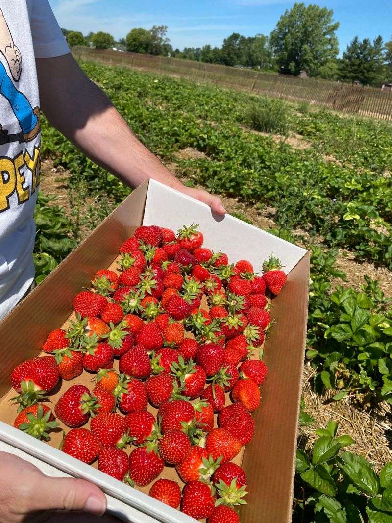 U-Pick Fields That Reward The Effort