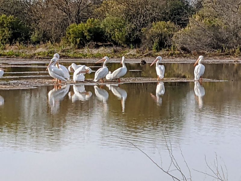 Unexpected Pelican Visits That Surprise Every Guest