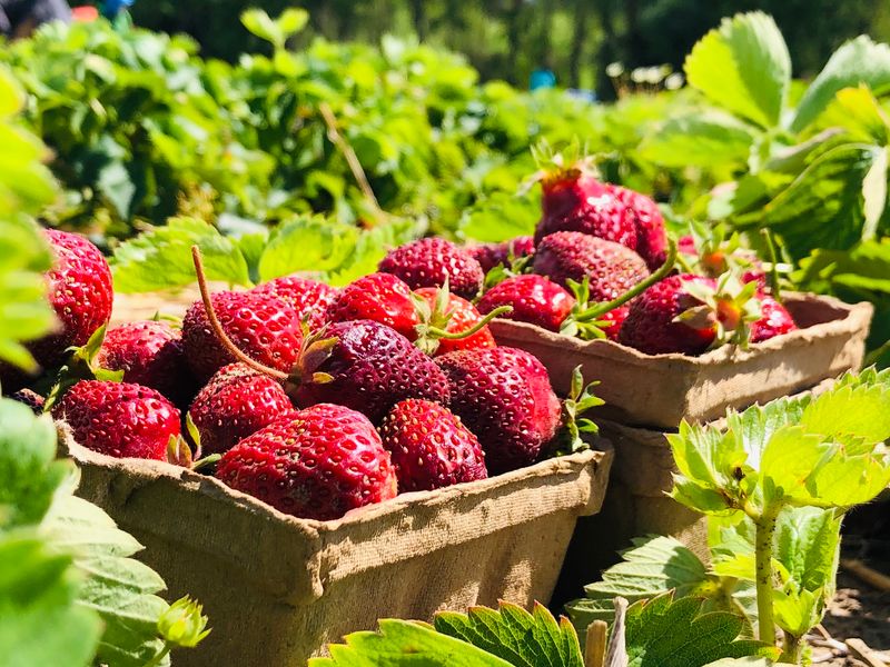 Unger Farms, Cornelius, Oregon