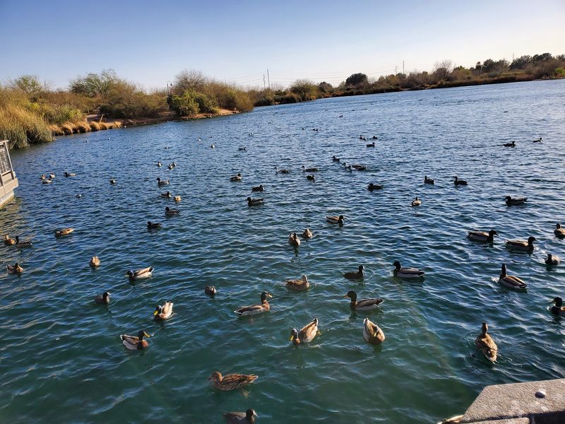 Using the Merlin Bird ID App to Spot Species