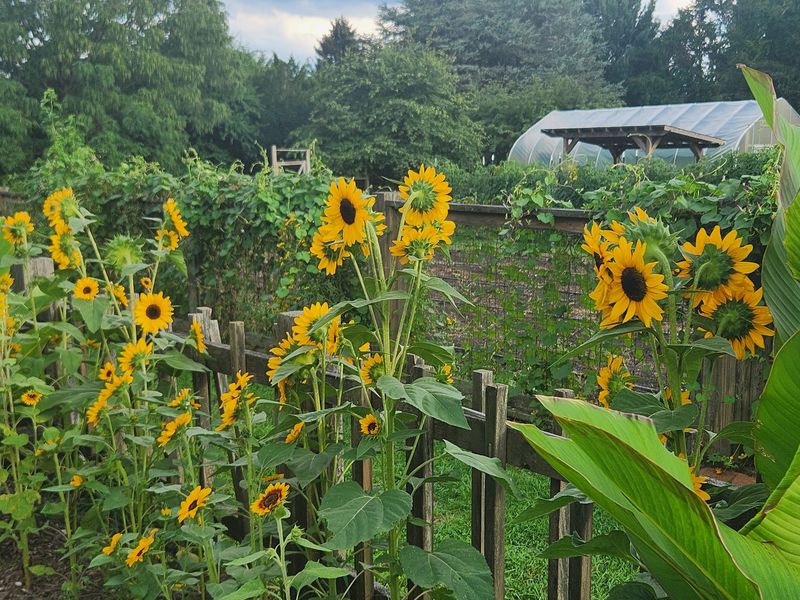 Vegetable Gardens That Connect You to the Land Vegetable Gardens That Connect You to the Land