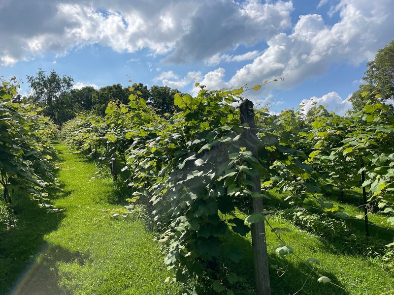 Vineyard Tours Led By The Owner