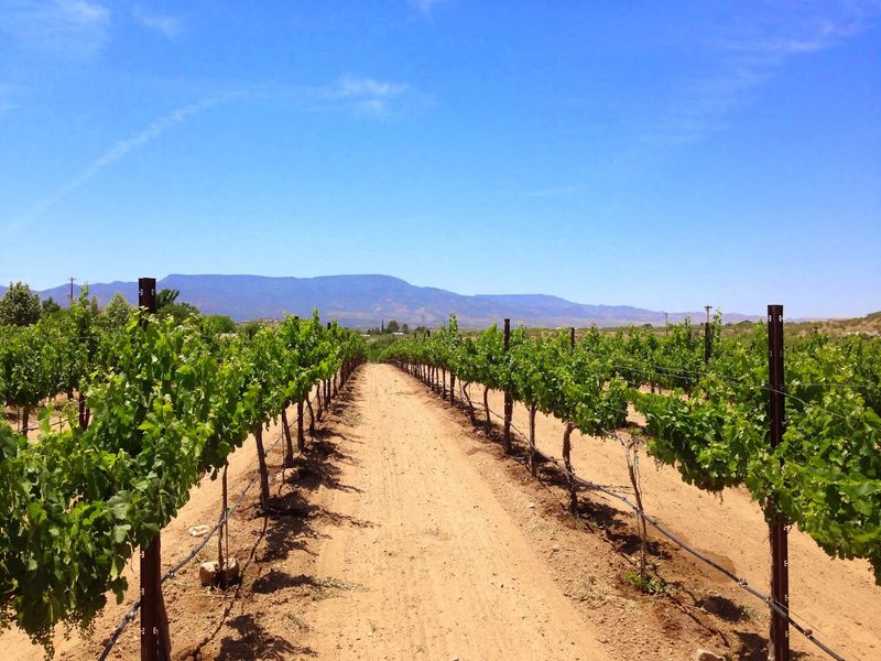 Vineyard Views That Stop You in Your Tracks Vineyard Views That Stop You in Your Tracks