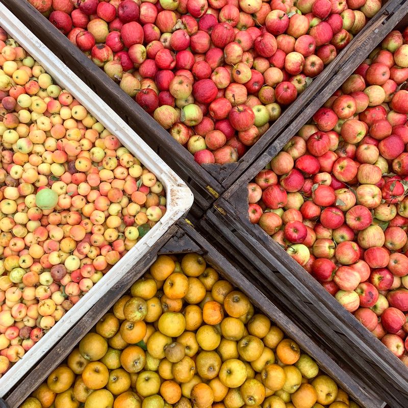 Vintage Virginia Apples, North Garden, Virginia