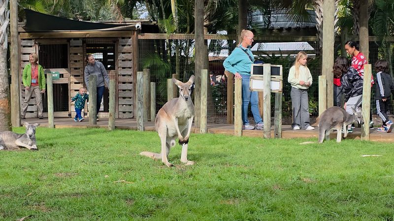 Walk Among the Kangaroos