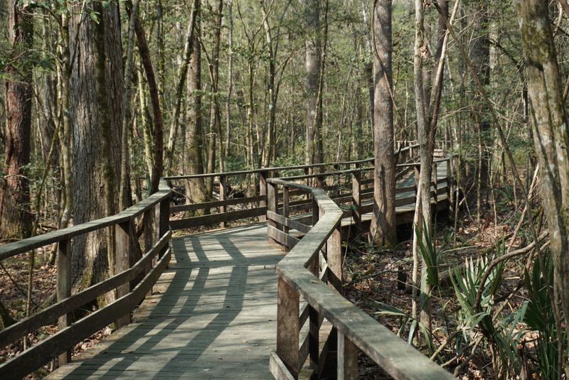 Walking Above an Ancient Swamp Walking Above an Ancient Swamp