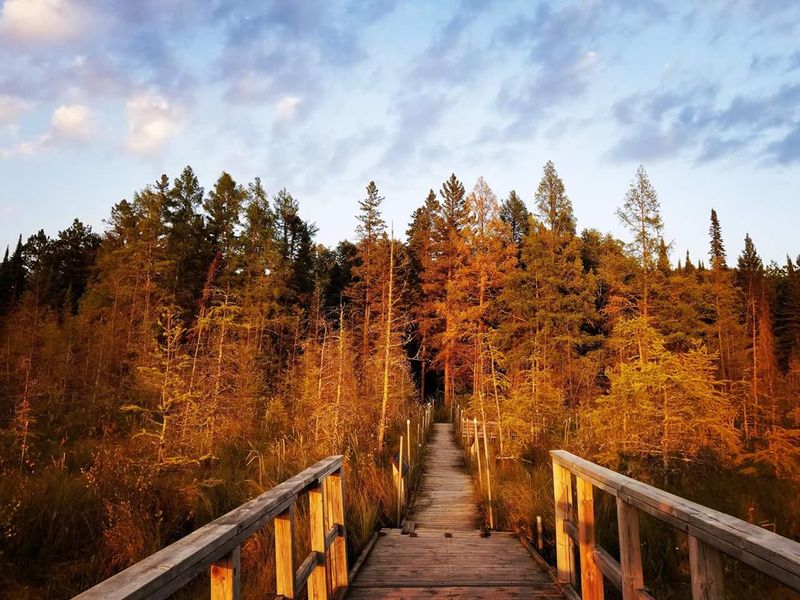 Walking the Bog Boardwalk