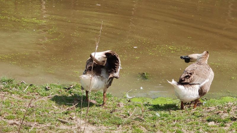 Walking the Grounds and Exploring the Pond Area