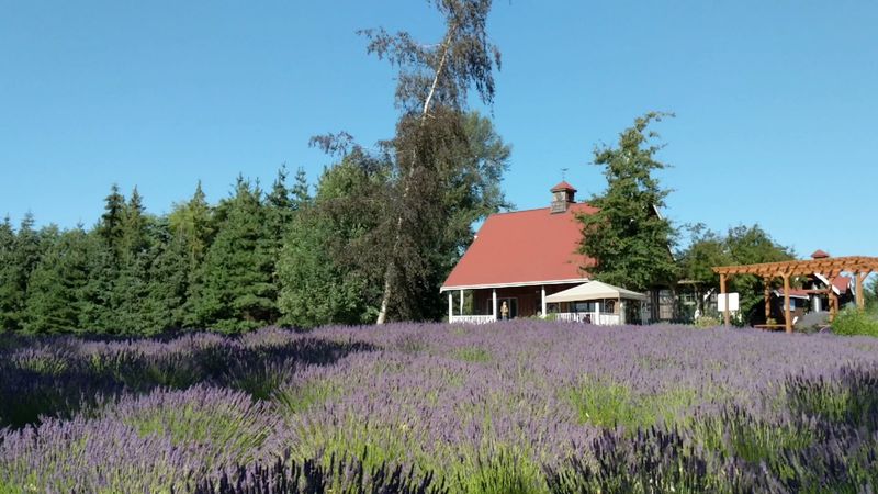 Washington Lavender Farm, Sequim, Washington Washington Lavender Farm, Sequim, Washington