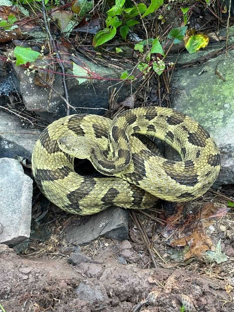 Watch for Rattlesnakes and Wildlife