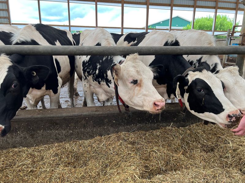 Watching the Dairy Cows at Work