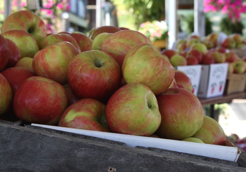 Weaver's Orchard, Morgantown, PA