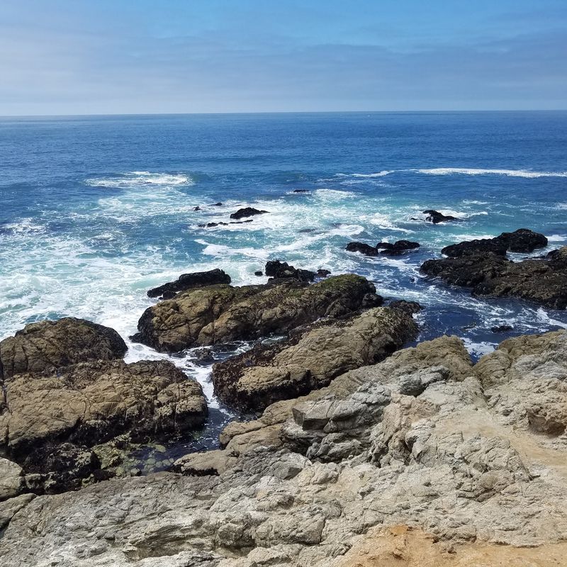 Whales, Seals, And Seabirds Overhead Whales, Seals, And Seabirds Overhead