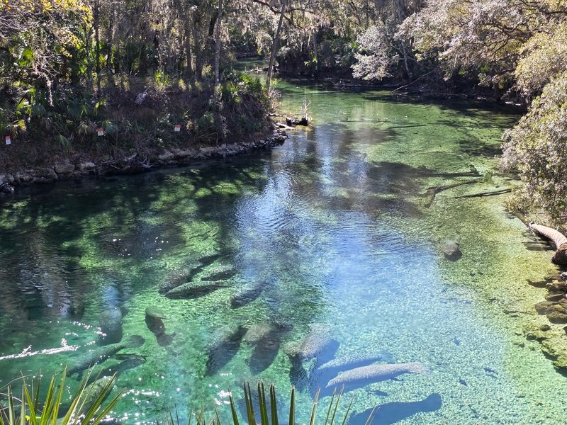 Where Central Florida Hides Its Manatee Haven