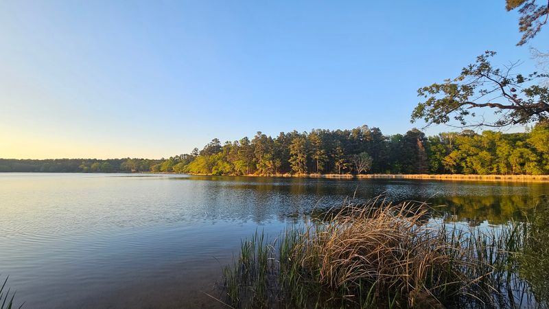 Where East Texas Pines Meet A Quiet Lake