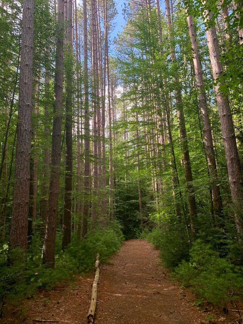 Where The Fairytale Forest Actually Sits Where The Fairytale Forest Actually Sits