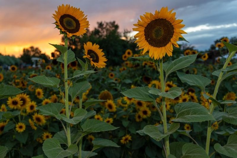 Where The Golden Fields Grow