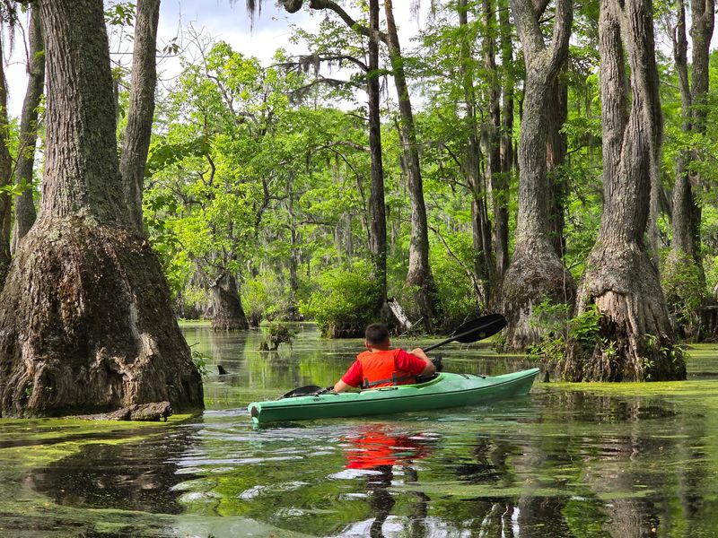 Where The Swamp Begins
